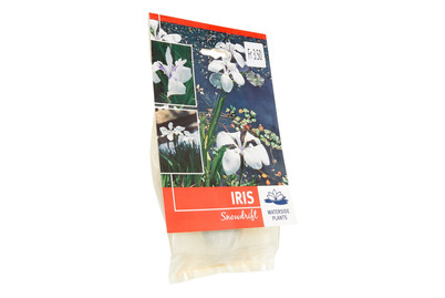 Image of Sumpfplanze Iris Snowdrift best budget bei JUMBO