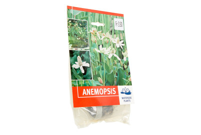 Image of Sumpfplanze Anemopsis best budget bei JUMBO