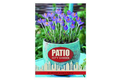 Image of Blumenzwiebeln Krokus Barr's bei JUMBO