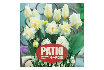 Image of Blumenzwiebeln Patio City Garden Frühling bei JUMBO