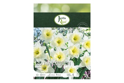 Image of Blumenzwiebeln Narzissen ICE Follies bei JUMBO