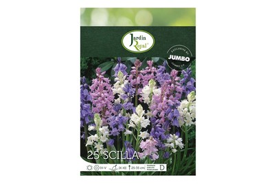 Image of Blumenzwiebeln Scilla Camanulata bei JUMBO