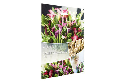 Image of Blumenzwiebeln Calla Mischung bei JUMBO