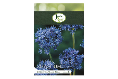 Image of Blumenzwiebeln Allium Caeruleum bei JUMBO