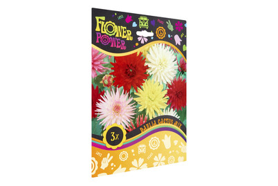 Image of Blumenzwiebeln Kaktusdahlien Mischung bei JUMBO