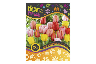 Image of Blumenzwiebeln Tulpen Mischung Darwin bei JUMBO