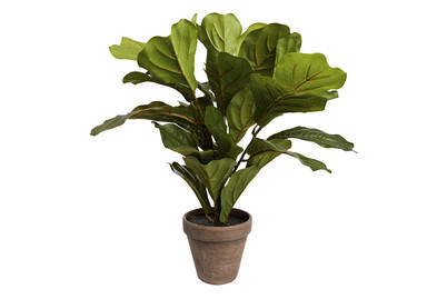 Image of Ficus Lyrata grün im Topf H 35cm bei JUMBO