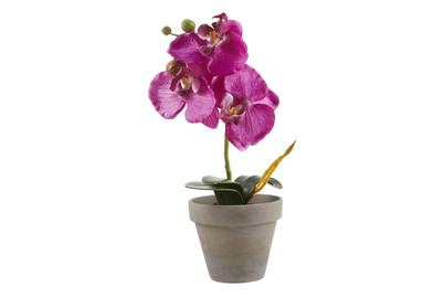 Image of Phalaenopsis lila im Topf ØxH 12x26cm bei JUMBO
