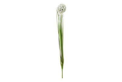 Image of Allium weiss 80cm