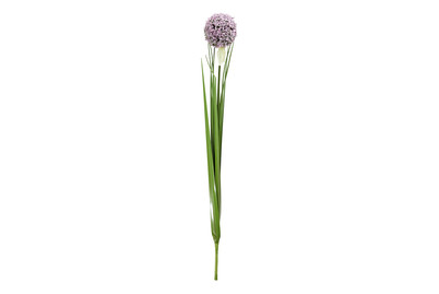 Image of Allium flieder 80cm