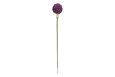 Image of Allium violett 80cm