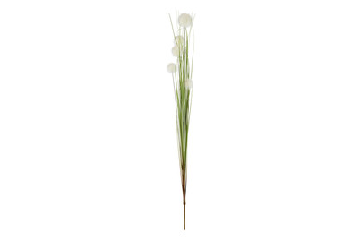Image of Gras weiss 84cm
