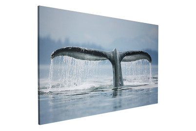 Image of Wandbild Deco Block 70 x 118 cm Whale Tail bei JUMBO