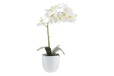 Image of Phalaenopsis weiss im Topf ØxH 16x60cm bei JUMBO