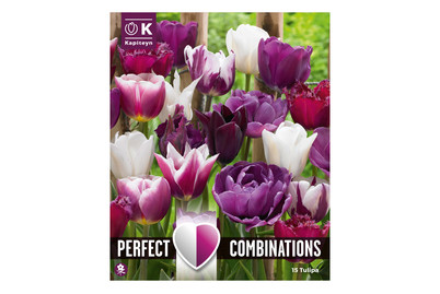 Image of 15 Tulpen Viollett/Weiss MIX bei JUMBO