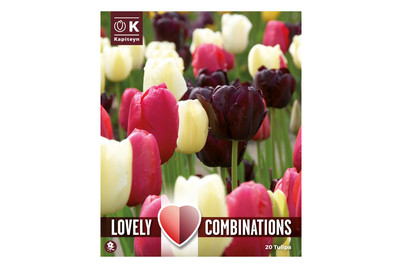 Image of Tulpen schwarz/rosa/weiss 20 Stk bei JUMBO