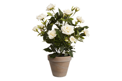 Image of Rosenstrauch H33Xd25Cm Weiss IM Topf bei JUMBO