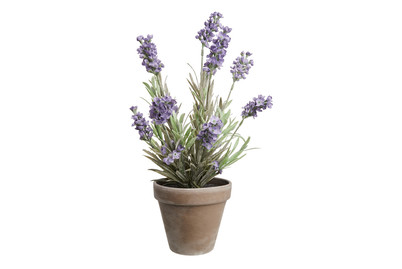 Image of Lavendel blau im Topf grau ØxH20x33cm bei JUMBO