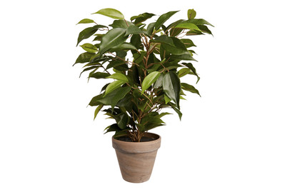 Image of Ficus Natasja grün im Topf ØxH 30x40cm bei JUMBO