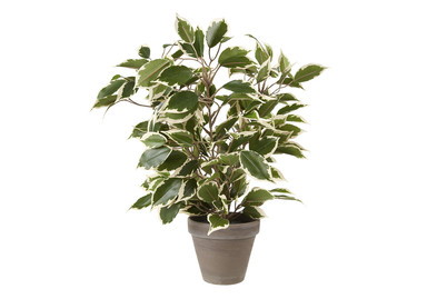 Image of Ficus Natasja bunt im Topf H 40cm bei JUMBO