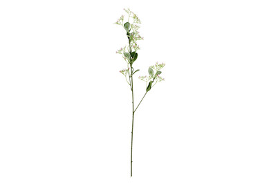 Image of Escallonia rosa 77cm bei JUMBO