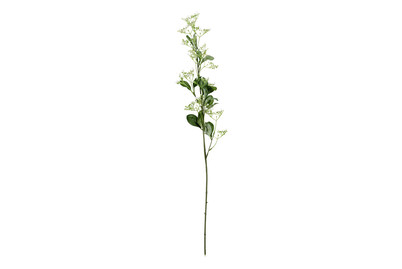 Image of Escallonia creme 77cm bei JUMBO