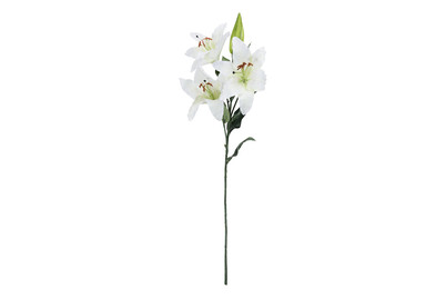 Image of Lilienstiel stargazer creme 75cm bei JUMBO