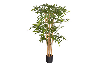 Image of Bambus grün in pl. Topf ØxH 75x150cm
