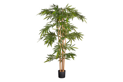 Image of Bambus grün in pl. Topf ØxH 75x180cm bei JUMBO