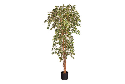 Image of Ficus grün in pl. Topf ØxH 100x210cm