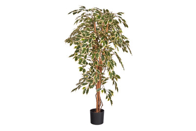 Image of Ficus grün in pl. Topf ØxH 75x150cm bei JUMBO