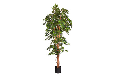 Image of Ficus grün in pl. Topf ØxH 100x210cm bei JUMBO