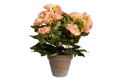 Image of Begonie lachs Topfgrau ØxH 25x30cm bei JUMBO