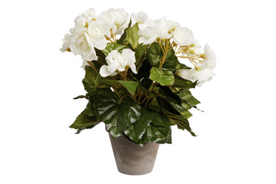 Image of Begonie weiss im Topf grau ØxH 25x30c bei JUMBO