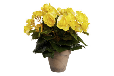 Image of Begonie gelb im Topf ØxH 25x30cm bei JUMBO