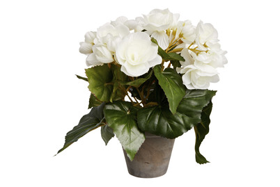 Image of Begonie weiss im Topf grau ØxH 20x25cm bei JUMBO