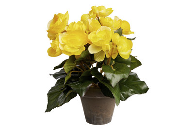 Image of Begonie gelb im Topf grau ØxH 20x25cm bei JUMBO