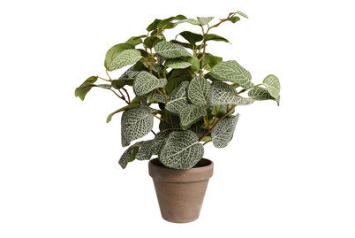 Image of Pilea MN im Topf H 10cm bei JUMBO