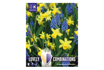 Image of Narzissen Muscari bei JUMBO