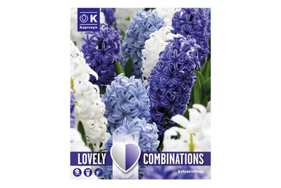 Image of 8 Hyazinth Ocean Mischung bei JUMBO