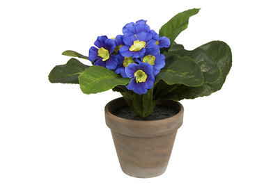 Image of Primula violett In Topf Stan grau D9xh1 bei JUMBO