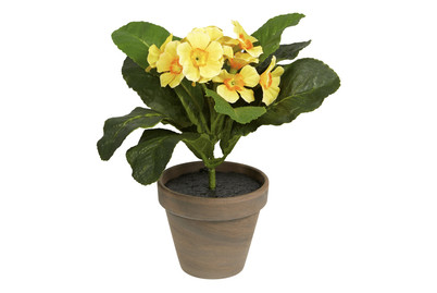 Image of Primula gelb In Topf Stan grau D9xh19cm bei JUMBO