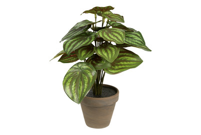 Image of Peperomia grün im Topf grau ØxH 9x24cm bei JUMBO