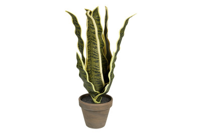 Image of Sanserveria grün Topf Stan grau D11.5xh bei JUMBO
