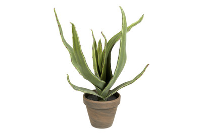 Image of Aloe Vera Grau IN Topf Stan Grau D9Xh3 bei JUMBO