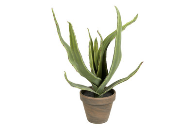 Image of Aloe Vera Grau IN Topf Stan Grau D9Xh3