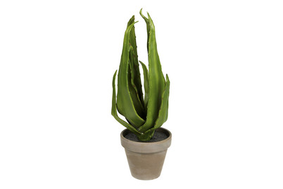 Image of Aloe Vera Gruen IN Topf Stan Grau D9Xh30