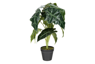 Image of Alocasia IN Plastic Topf H50Xd30Cm bei JUMBO