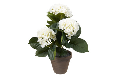 Image of Hortensie weiss im Topf grau H 40cm bei JUMBO