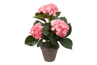 Image of Hortensie rosa im Topf grau H 40cm bei JUMBO